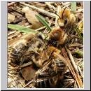 Colletes cunicularius - Seidenbiene 03.jpg